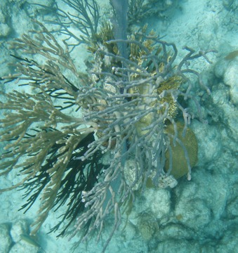Coral