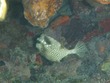 Spotted Trunkfish