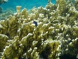 Juvenile Yellowtail Damselfish