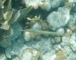 Trumpetfish