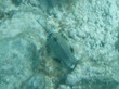 Smooth Trunkfish