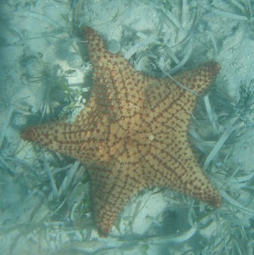 Starfish