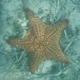 Starfish