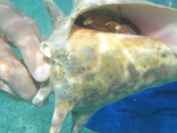 Hermit Crab in Conch