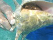 Hermit Crab in Conch