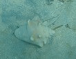 Live Conch (eyes on left)