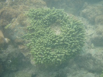 Underwater vegetation