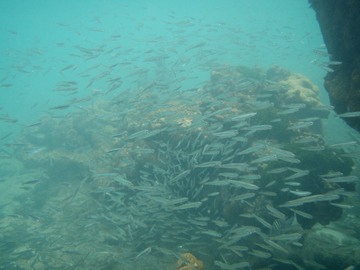 "Minnows"