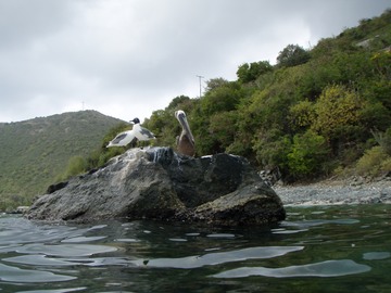 Pelican & Gull