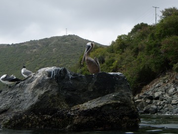Pelican & gulls
