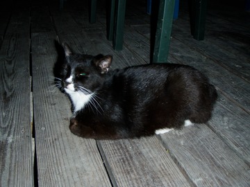 Foxy Cat