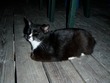 Foxy Cat