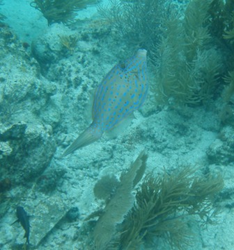 Scrawled FIlefish