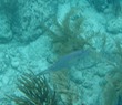 Scrawled FIlefish