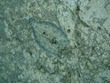 Peacock Flounder