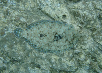 Peacock Flounder