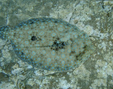 Peacock Flounder