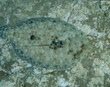 Peacock Flounder