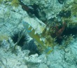 Puddingwife
