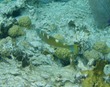 Puddingwife