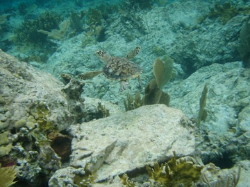 Turtle