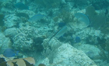 Bar Jacks and Blue Tangs