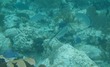 Bar Jacks and Blue Tangs