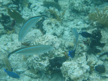 Bar Jacks and Blue Tangs