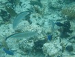 Bar Jacks and Blue Tangs
