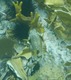 Smooth Trunkfish