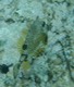 Smooth Trunkfish