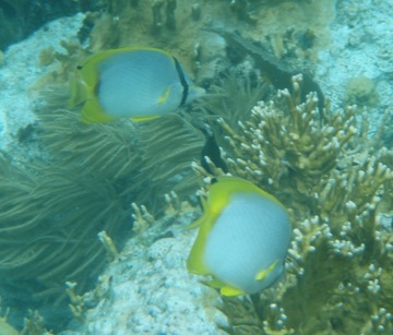 Spotfin Butterflyfish