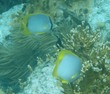 Spotfin Butterflyfish