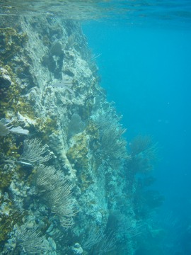 Coral Cliff at Indians