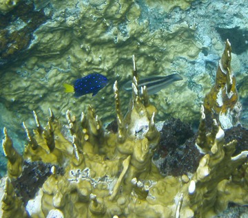 Juvenile Yellowtail Damselfish & Parrotfish