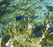 Juvenile Yellowtail Damselfish & Parrotfish