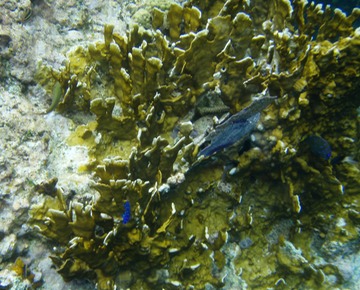 Juvenile Damselfish