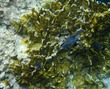 Juvenile Damselfish