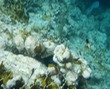 Bicolor Damselfish (?) & others
