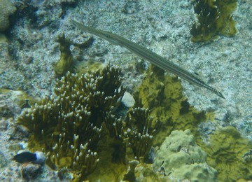 Trumpetfish
