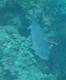 Porgy?