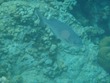 Porgy?