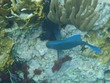 Blue Tang