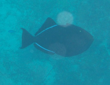 Black Durgon