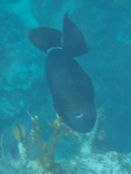 Black Durgon