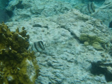 Banded Butterflyfish