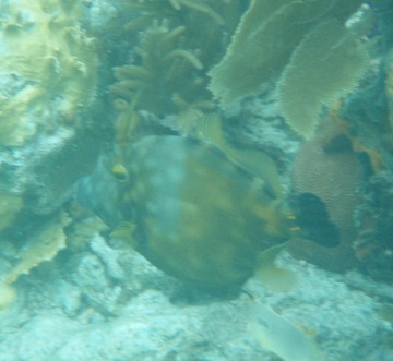 Whitespotted Filefish