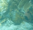 Whitespotted Filefish