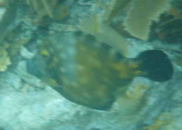 Whitespotted Filefish