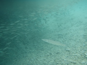 Barracuda tending minnow herd